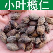 小叶榄仁种子 雨伞树种子 榄仁树 细叶榄仁种子 1件=1斤