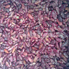 Miscellaneous grain porridge Caudi Bean wholesale Food Purple Kids Bean vacuum 500g five pounds free shipping