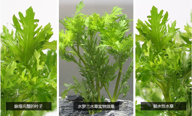 水罗兰描述 (2)