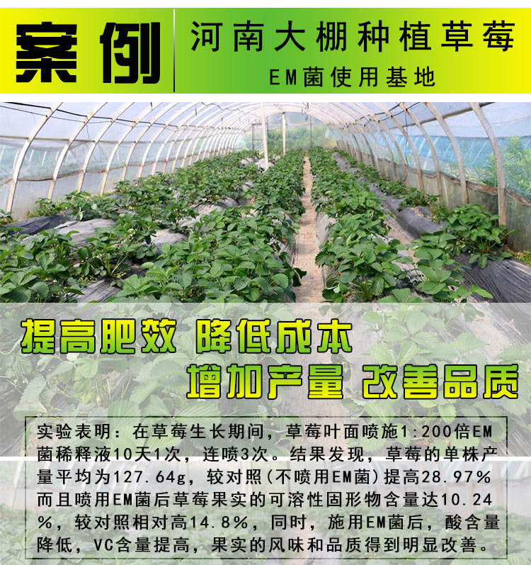 em菌种植草莓效果