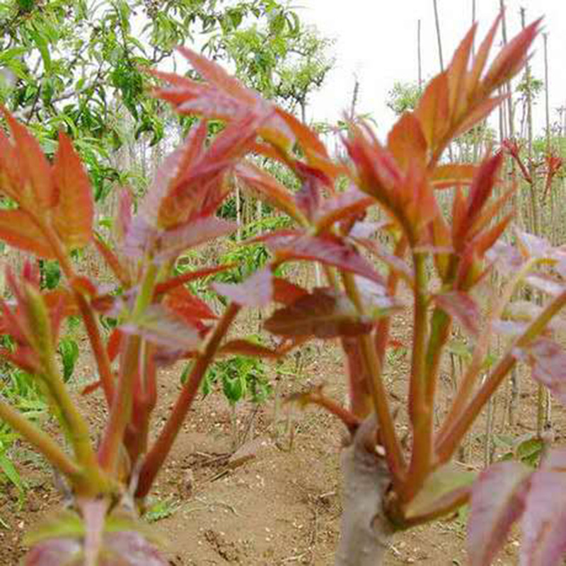 Authentic, Can Be Planted over a Large Area, Free Shipping on Toon Saplings, Red Bud and Red Oil Toon Saplings That Can Be Profitable in the Same Year Authentic, Can Be Planted over a Large Area, Free Shipping on Toon Saplings, Red Bud and Red Oil Toon Saplings That Can Be Profitable in the Same Year
