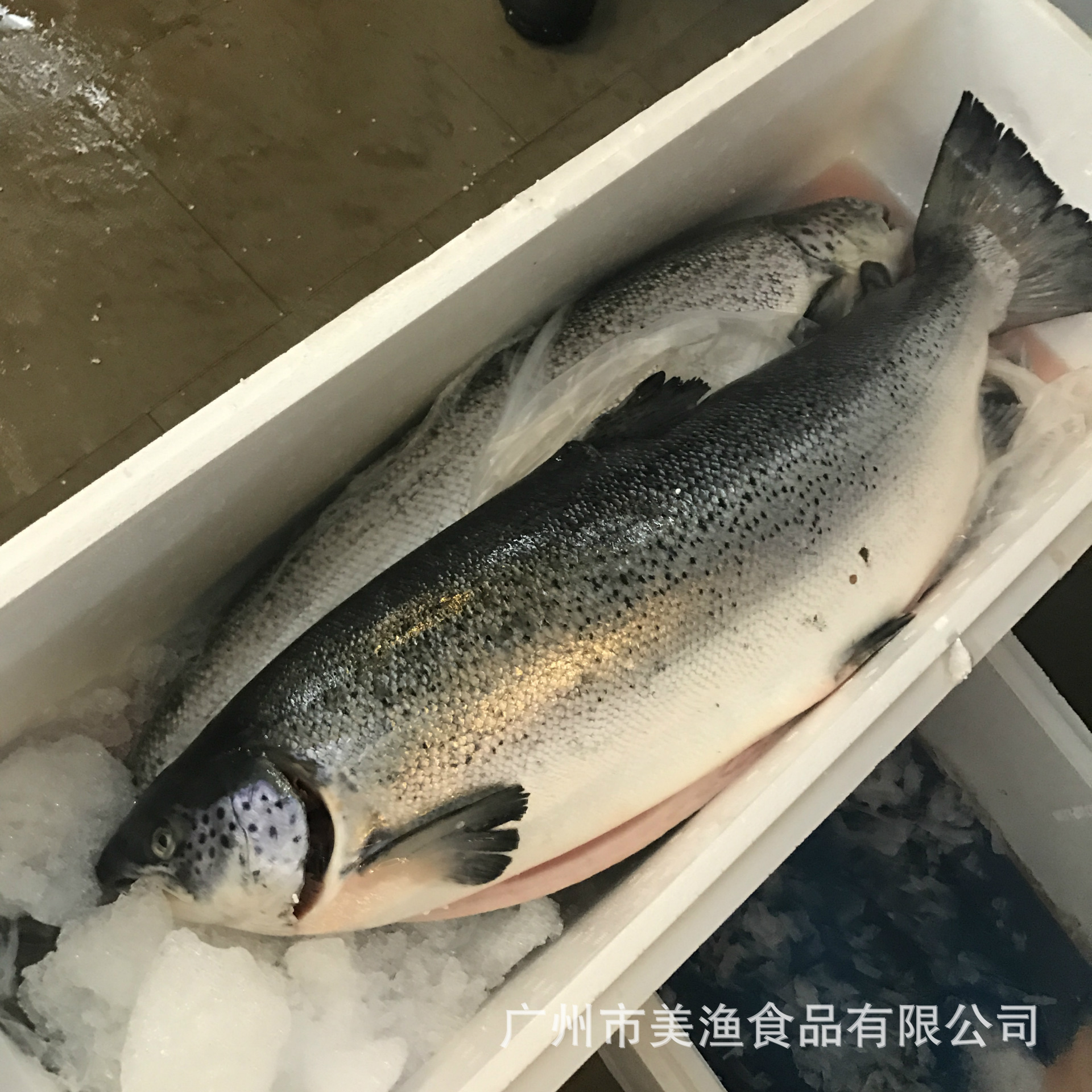 新鲜顺丰包邮冰鲜刺身新鲜挪威进口三文鱼大西洋鲑10-14斤条5-7kg-淘宝网