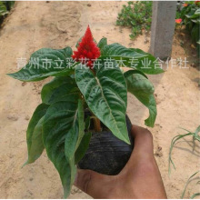 山东青州花卉_山东青州花卉交易市场批发瓜叶