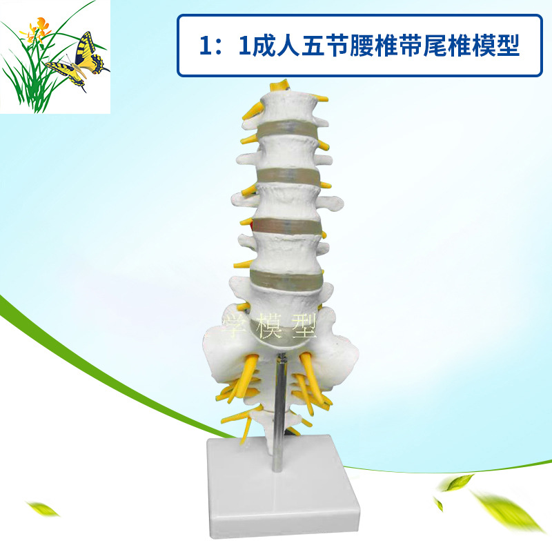 全国热卖！自然大一比一成人五节腰椎带尾椎模型 医学教学30CM高|ms