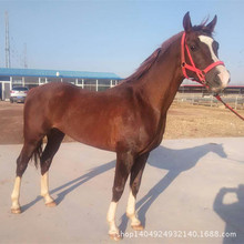 低價出售一批成年馬批發蒙古馬 新疆伊犁馬 騎乘馬價格馬駒價格