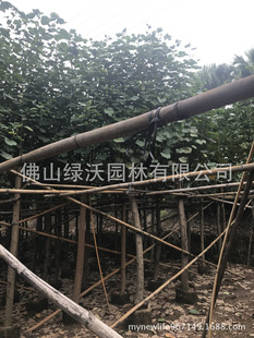 ����������8�����w���S�ȣ���Ȼ��3�����ҷ�֦2������