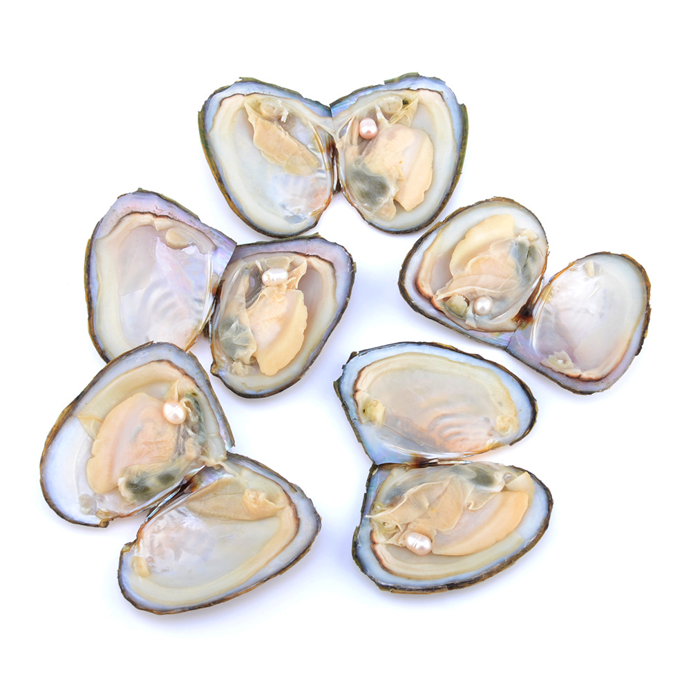 European And American Live Mussel One Mussel One Bead Freshwater Pearl Diy Mussel Small Anodonta Vacuum Packaging Small Mussel Non-porous Pearl Accessories display picture 7