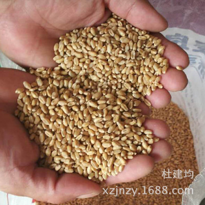 供应 半冬性小麦种子 国审济麦22小麦种子批发