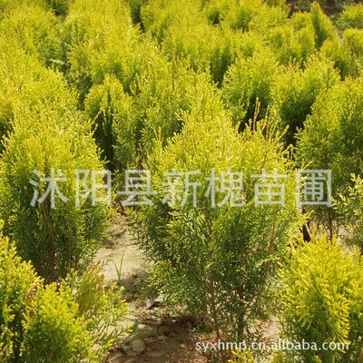 Sa Jinbo Seedlings Beijing Shu Hui green Seedlings