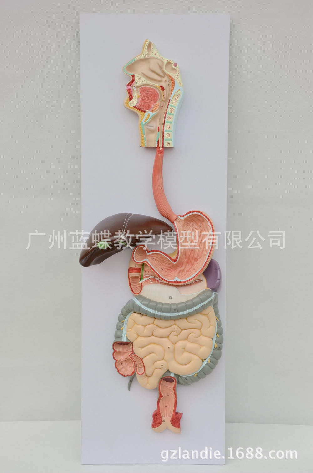 消化系统模型_系统解剖模型 人体消化系统解剖 肝 胃大肠 - 阿里巴巴