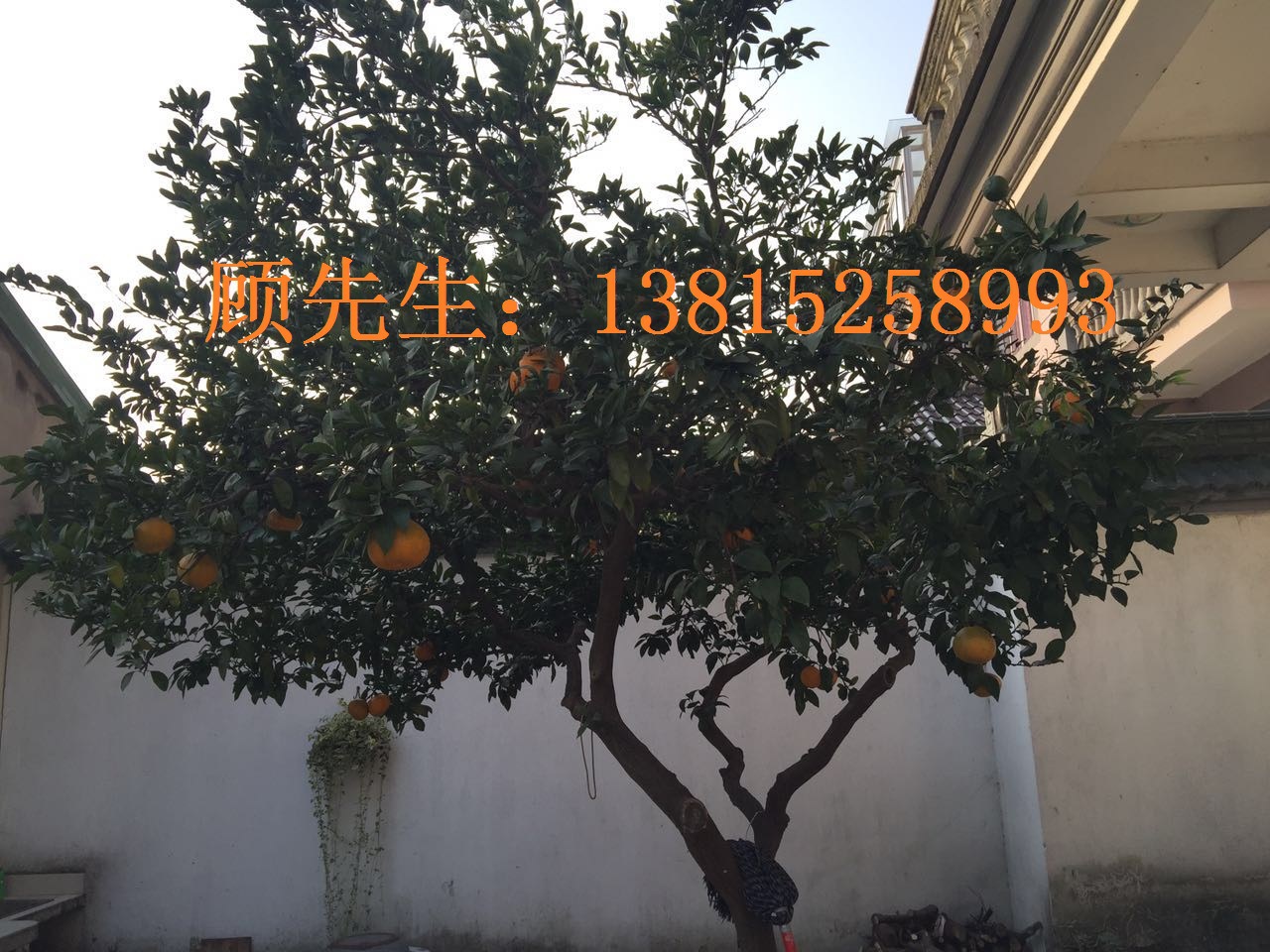 桔树367k