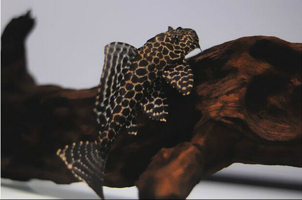 Leopard Scavenger Leopard Scavenger Garbage Fish Fish Tank Cleaner Tool Fish Ornamental Fish