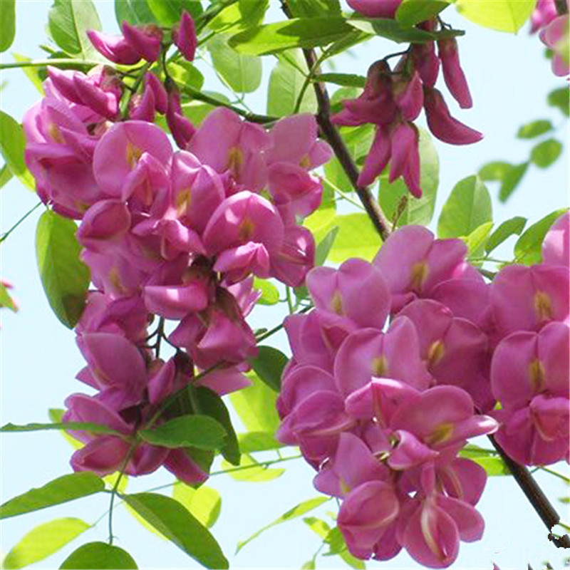 1352691423_694515959_副本