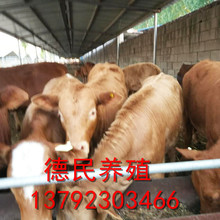 廣西哪里有賣小黃牛的 小黃牛怎么飼養 小黃牛養殖視頻