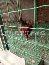 河南国系元宝鸽销售 的元宝鸽种鸽价位 四斤的肉鸽品种