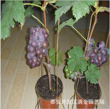 基地葡萄樹批發價格 當年結果 葡萄苗熱銷中 葡萄樹苗基地