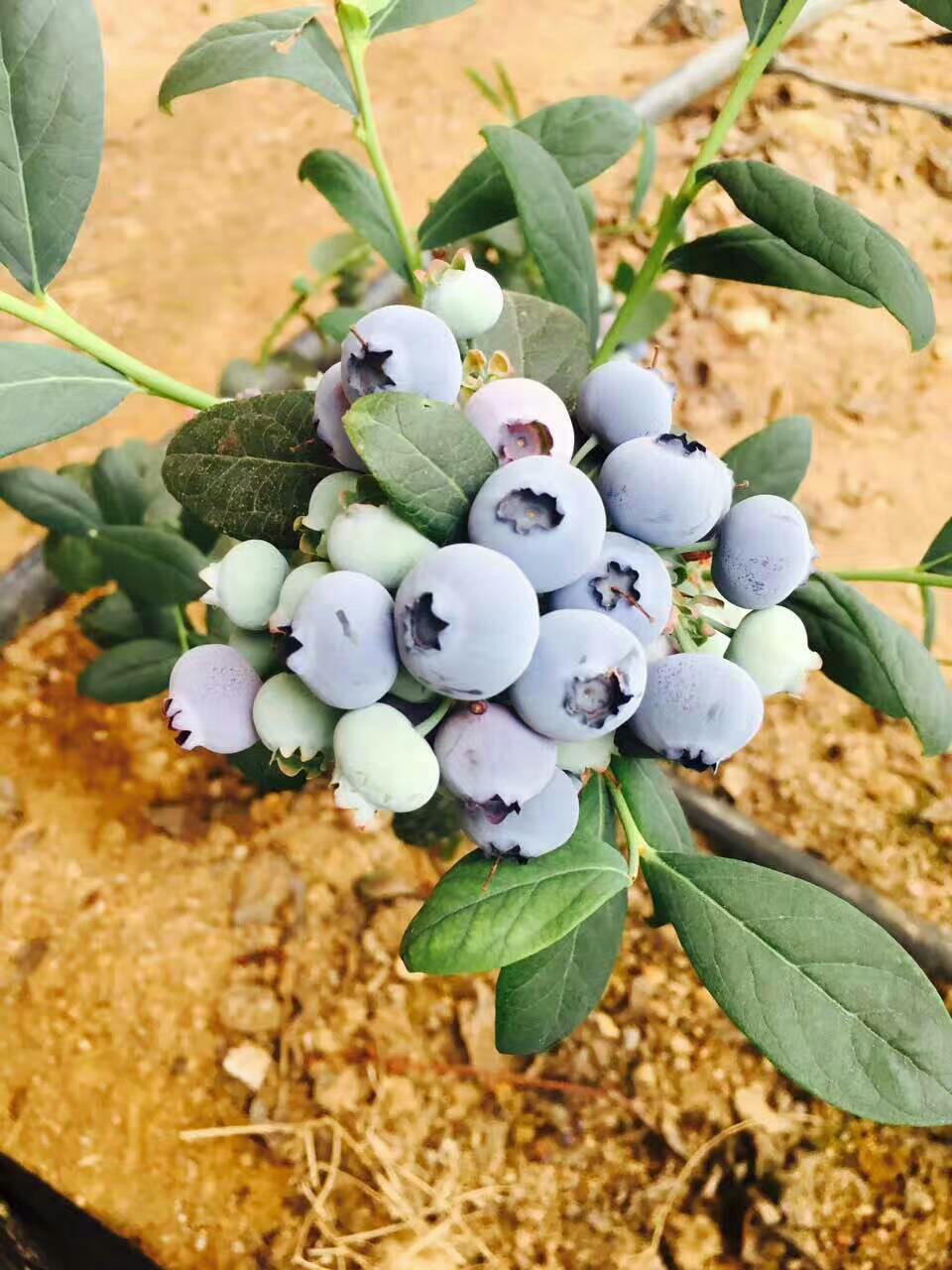 山东蓝莓_所有一斤装送伐木栗&