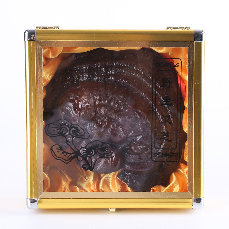 产地吉林长白山赤紫灵芝礼盒 农户自采批发东北长白山灵芝|ms