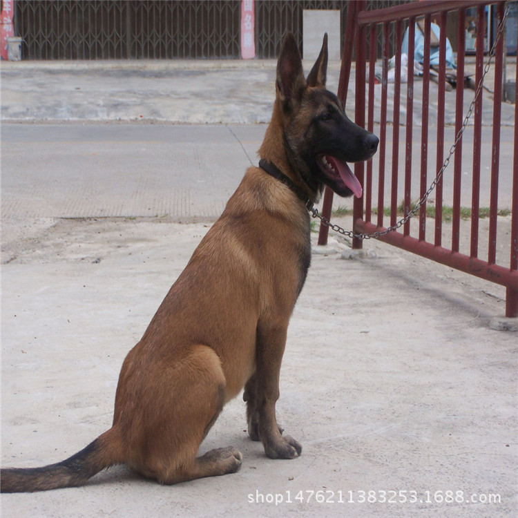 出售马犬幼犬/马犬幼犬价格/马犬好养吗