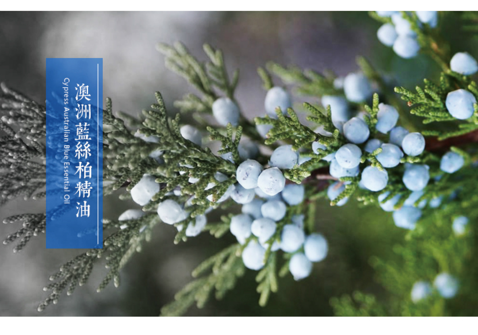 丝柏精油_澳大利亚蓝丝柏精油 丝柏单方精油原料 - 阿里巴巴