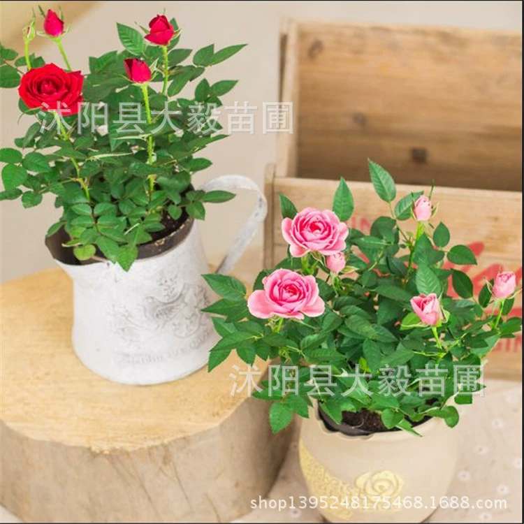 Горшечная алмазная Роза мини офис настольные зеленые цветы с цветочными бутонами крупный опт