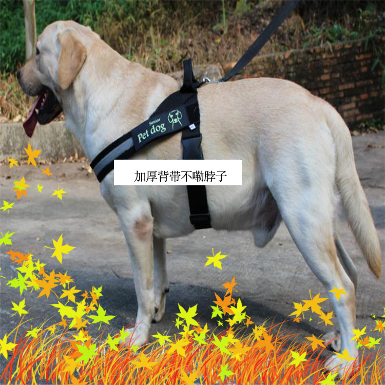 织带加宽加厚 防爆冲狗胸背带 拉布拉多金毛中大型犬狗链狗牵引绳