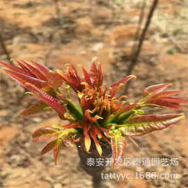 0.5-3公分红油香椿苗 香椿苗图片 山东泰通园艺场 香椿芽菜