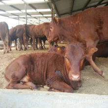 云南哪里能买到育肥肉牛犊 肉牛价格 量大免费运输