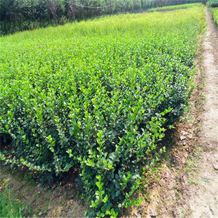 大葉黃楊圖片 海量高清大葉黃楊圖片大全 阿里巴巴