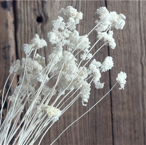 Mo Princess Fragrance Dried flowers Lantern flowers Dried flowers shot prop Dried flowers