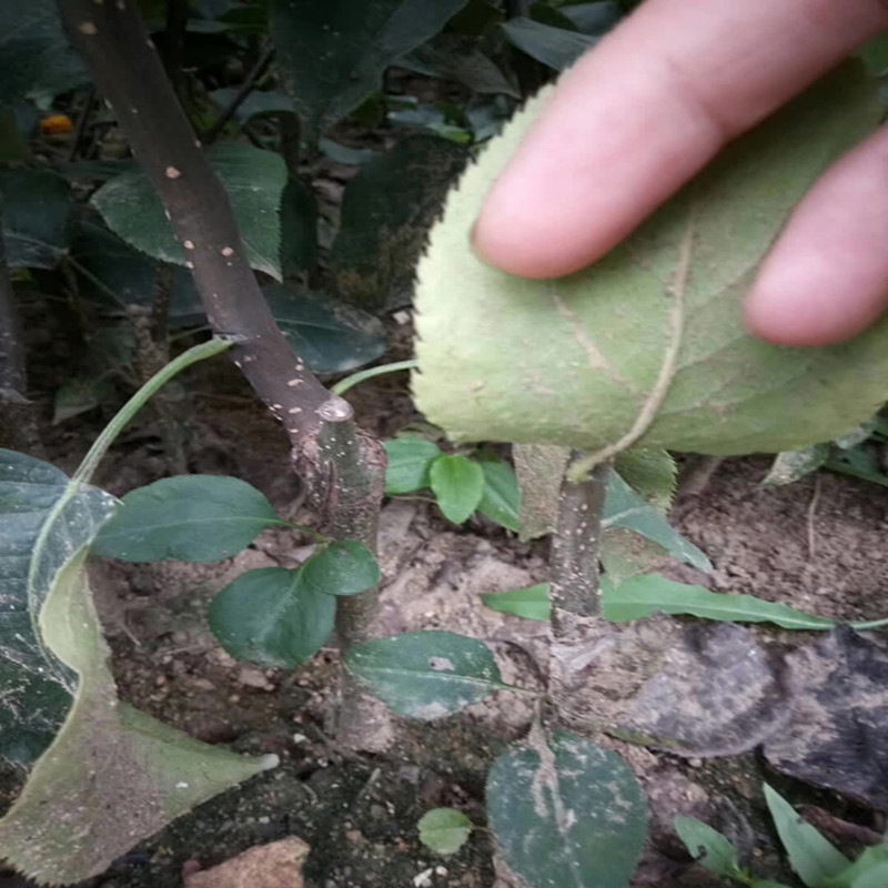 寰俊鍥剧墖_20171103151044_鍓湰