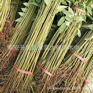 ���جF؛���۴����㴻�� �F�ڬF�u�����㴻�� �㴻��r��