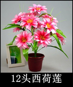 12头西荷莲