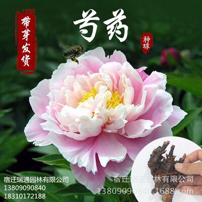 Peony root block peony Chinese herbaceous peony Chinese herbaceous peony Then Bloom Peony flowers Potted plant flowers and plants Three send