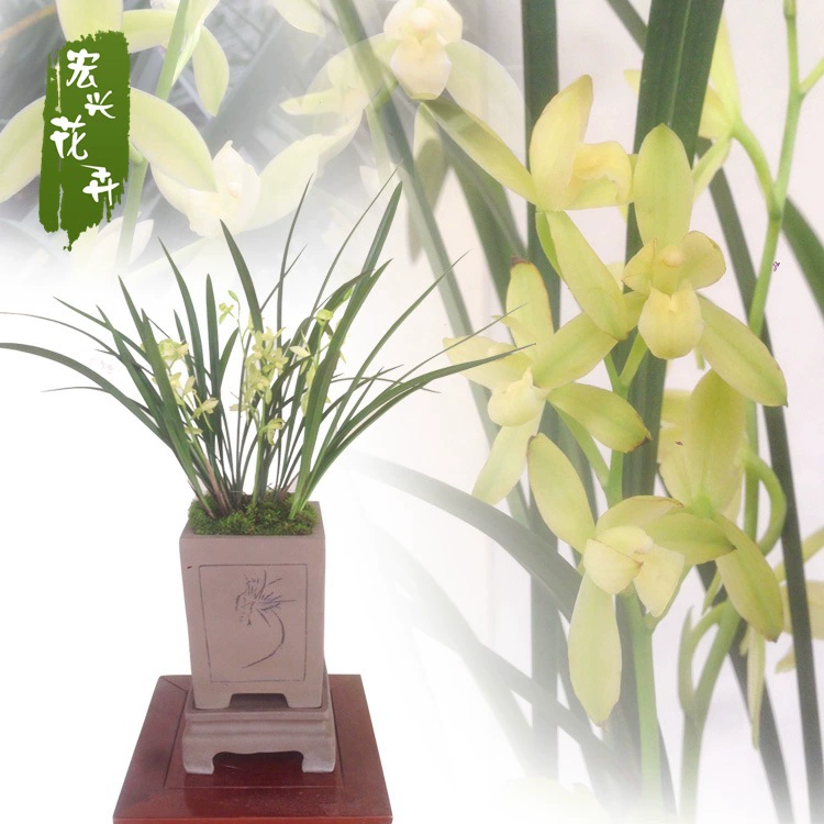 Орхидеи Без Цветов Цзяньлан Четыре Сезона Орхидея Suxin Фучжоу Suhe Зеленые растения Комнатные столовые растения