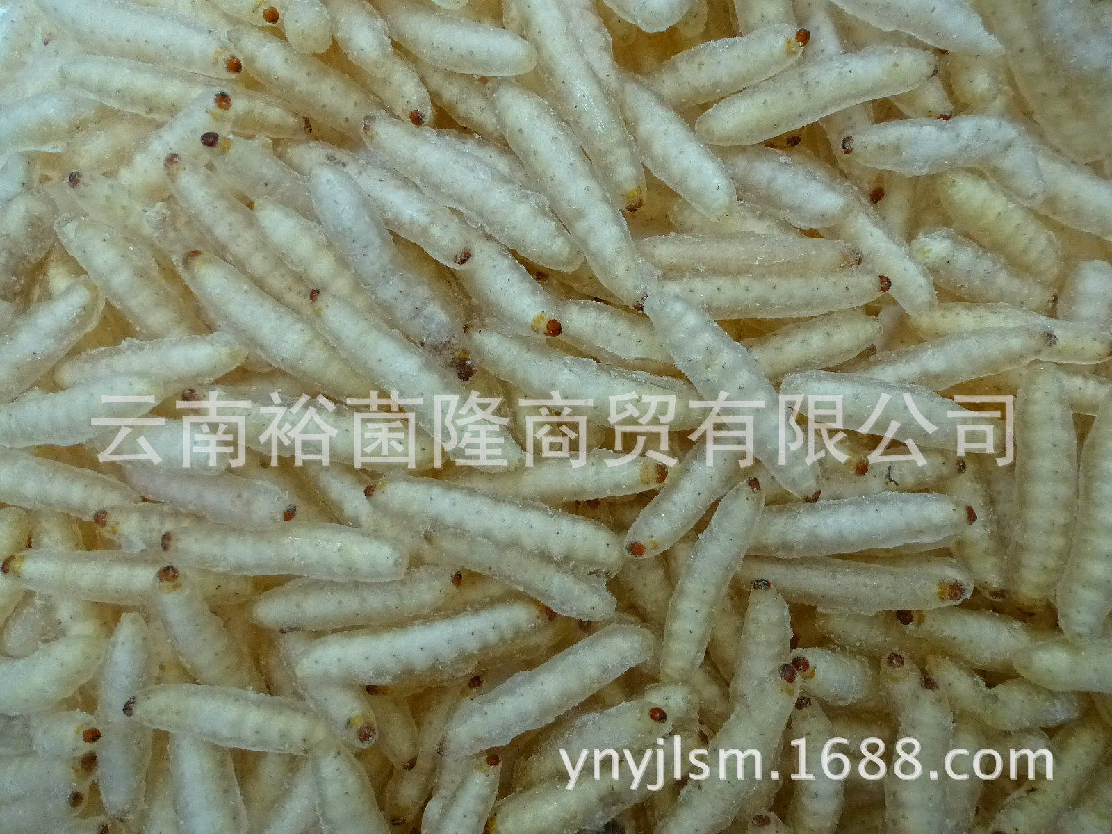 P1100265