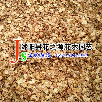 批发绸缎花种子 异果菊  景观美化花草雨菊种籽供应|ms