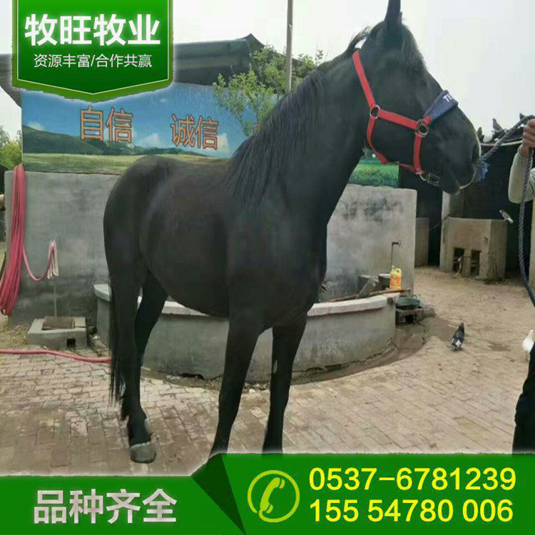 国产改良骑乘马 半血马和伊犁马杂交马云南哪里有卖的 多少钱一匹