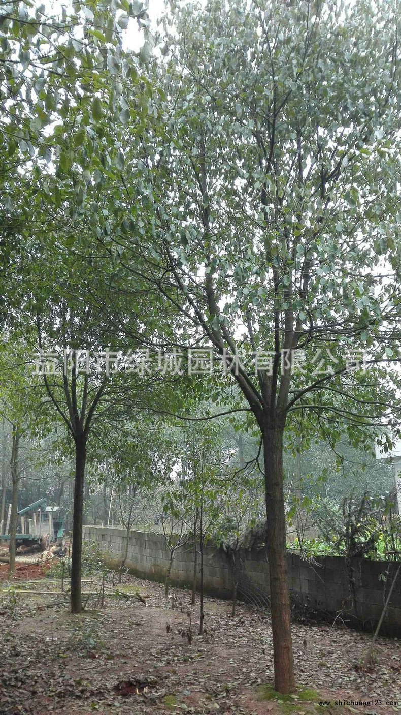 mmexport1494110728435