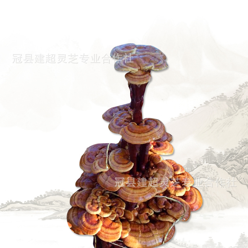 产地批发灵芝盆景 中小型灵芝盆景 观赏盆景-阿里巴巴