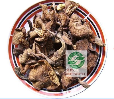 新货大兴安岭野生榛蘑菇食用菌东北小鸡炖蘑菇500克|ms