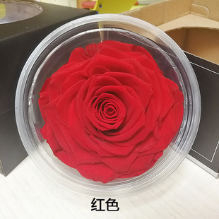 ������������l A��9-10cm����õ�� ���˹�����Y�� ����������