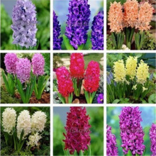 荷兰16--17风信子种球 室内外水培土培花卉植物 量大从优