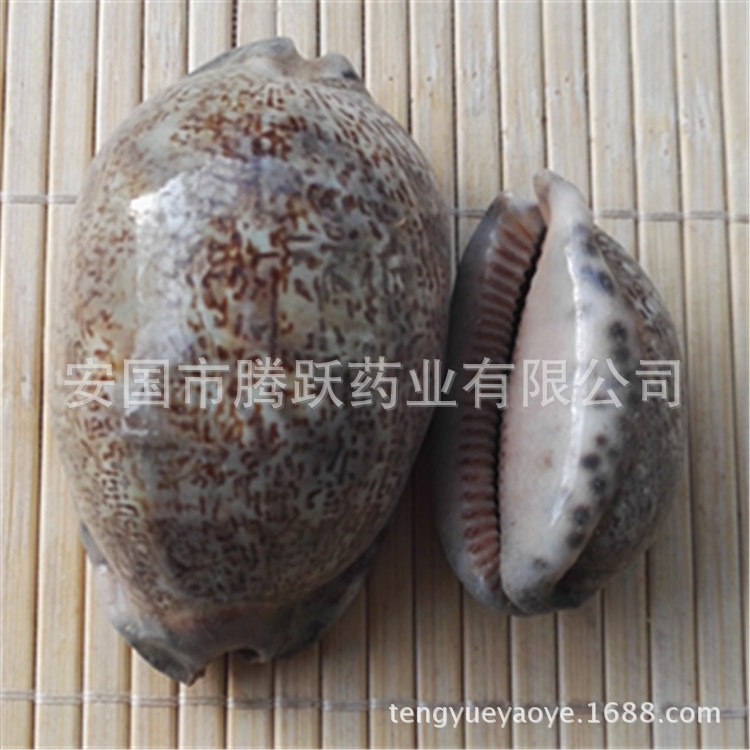 Purple Cowrie Shell Zi Bei Chi Dried TCM Mineral Ingredient Bulk Wholesale key features