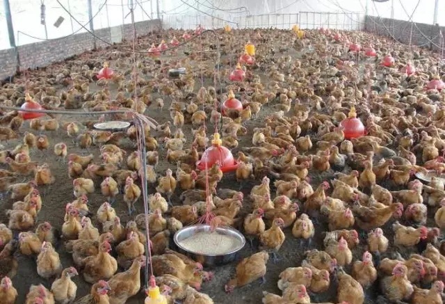 养鸡发酵床