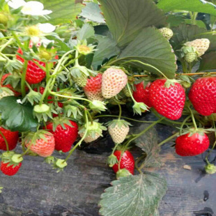 �������l�t�ݮ��  �ϱ����m�ϷNֲ�Ĳ�ݮ��  ��ϵ�óɻ���