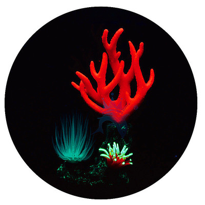 鱼缸装饰 水族造景配饰 塑料夜光鸟巢珊瑚