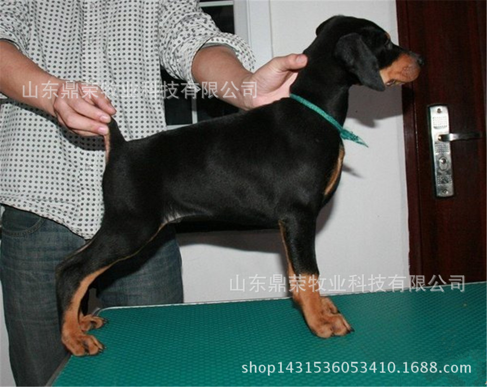 杜宾幼犬断尾裁耳大头忠诚护主值得拥有德系美系杜宾 阿里巴巴