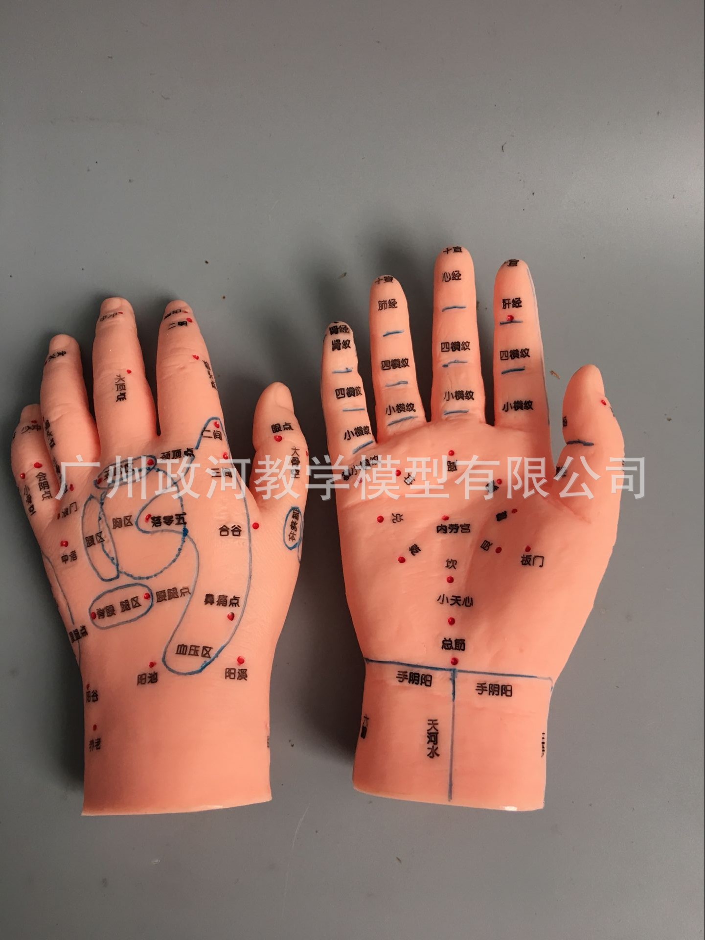 小兒推拿模型 手部特定穴手部穴位及發射區模型 針灸手模 按摩手