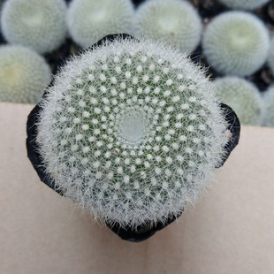 ����ֲ�����l ������ѩ�������� �s3-4cm��� �������ԾGֲ�@ˇ��